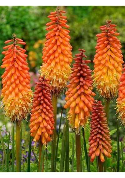 Fener Çiçeği Tohumu Kniphofia Uvaria Tohumu Ekim Seti 10 Adet Tohum + Saksı + Toprak