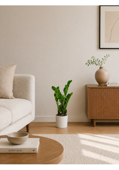 Zamia Bitkisi - Zeze Çiçeği Beyaz Seramik Saksıda 40-50 Cm