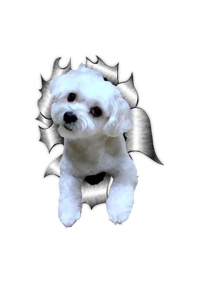 Maltese Araba Sticker Yapıştırması Model6 18Cm