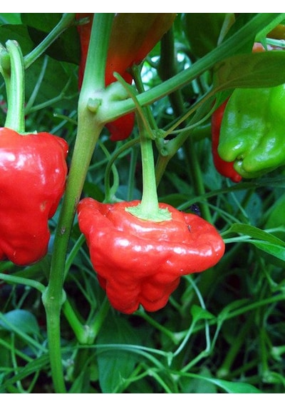Scotch Bonnet Jamaican Red Pepper 350.000 Scoville - Gerçek Taze Acı Biber