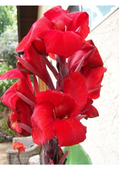 Canna Indica Çiçeği Fidanı 20-40 Cm