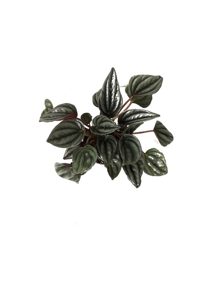 Peperomia Caperata 'Platinum' (Zümrüt Dalgası Çiçeği) Ø5,5 CM Y0-10