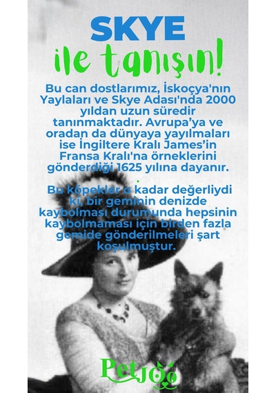 Petjoo 6.Skye Yeşil-Mavi Qr'lı Köpek Künyesi