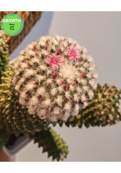 Mammillaria Bucareliensis Kaktüs 1 Adet