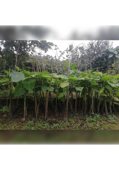 Tamarillo 70-100 Cm Tüplüdür