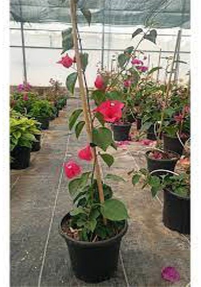 Sarmaşık Begonvil Çiçeği Mercan Rengi 40 50 Cm 1 Adet Saksılı Çiçekli Bitki Bougainvillea