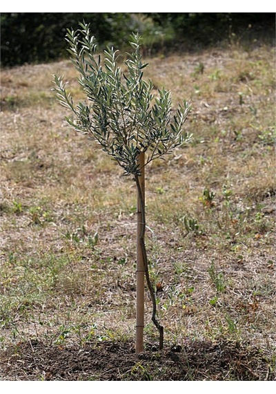 Bitkim Sende Özel Gemlik Zeytin Fidesi 70 100 Cm 1 Adet Saksılı/tüplü Dış Mekan Ağacı