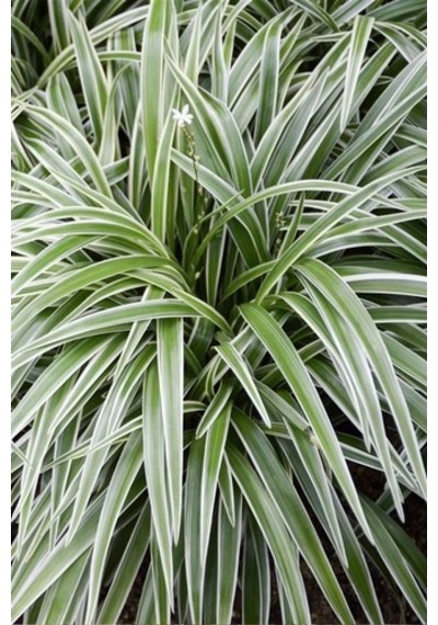 Comosum Kurdele Çiçeği Chlorophytum Comosum 10-20 Cm