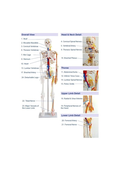 İnsan İskeleti Modeli Sinirli ve Kan Dolaşımlı 85 cm