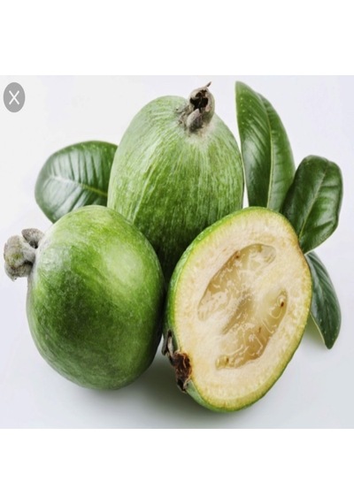 Tüplü Ananas Aromalı Feiojoa Kaymak Ağacı Fidanı
