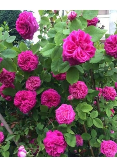 Yöresel Isparta Gülü Fidanı Saksılı Reçellik 10-20 Cm
