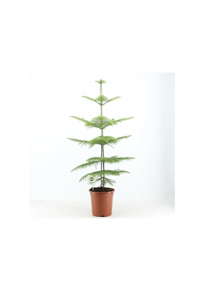 Arokarya Salon Çamı 80cm-100cm