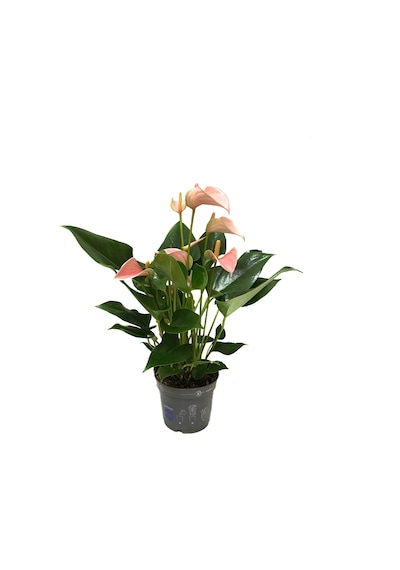 Anthurium Andraeanum 'Pinkish' (Flamingo Çiçeği) Ø12 CM Y35-40 CM