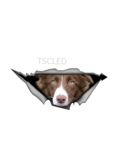 Kahverengi Ve Beyaz Sınır Collie Araba Sticker Su Geçirmez