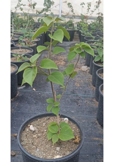 Uzaybahçesi Begonvil Fidanı Beyaz Renk 50-100 Cm