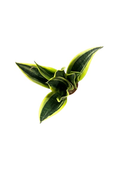 Sansevieria Trifasciata 'black Gold' Paşa Kılıcı