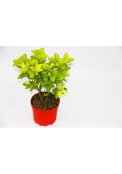 Kırmızı Saksıda Gold Taflan Euonymus 10 Adet