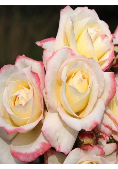 Videolu 1 Adet Pembe Beyaz Gül Fidanı 40-80cm Saksılı Rose Sapling