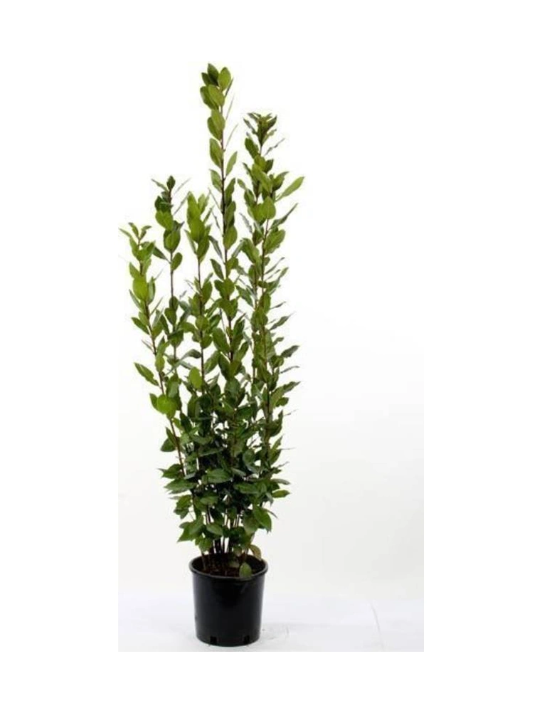 Defne Fidanı 10-20 Cm