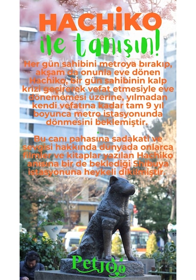 Petjoo 19.Hachiko Yeşil-Turuncu Qr'lı Köpek Künyesi