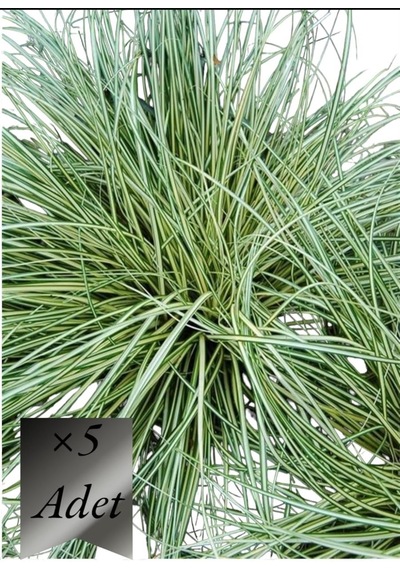 Alacalı Sarkık Carex Bitkisi x 5 ad
