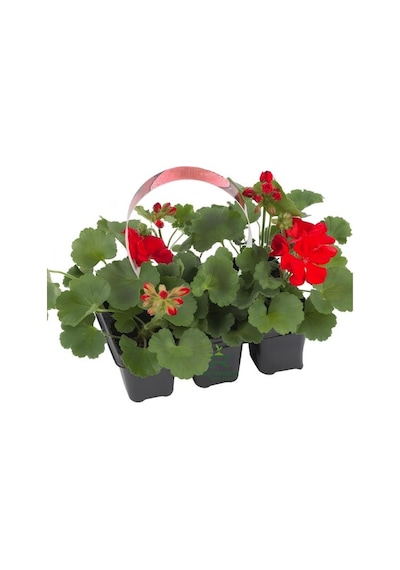 Kırmızı Sardunya Fidesi 2 Adet Saksılı 10-25cm Salon Balkon Çiçeği