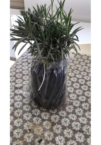 Lavanta Fidanı Intermedia 20 Adet 15-25 Cm