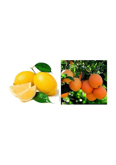 Tüplü Aşılı Bodur Saksılık Nevalina Portakal + Yediveren Limon 2