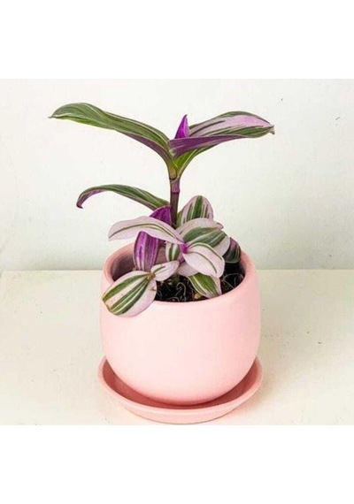 Mini Pembe Telgraf Çiçeği Tradescantia Nanouk 5.5 Cm Saksı