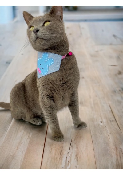 Kemique Blue Bunny Bandana Fular Kedi Kıyafeti