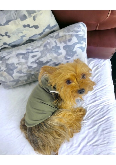 Kemique Cool Gray Atlet Köpek Kıyafeti Köpek Elbisesi Kemique Cool Gray Atlet Köpek Kıyafeti Köpek Elbisesi