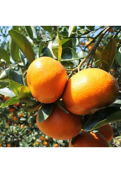 Tüplü Aşılı Yöresel Bol Verimli Bodrum Mandalinası Fidanı