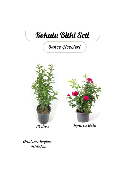 Yoğun Kokulu Gece Melisası Akşam Sefası + Reçellik Pembe Isparta Gülü Saksılı