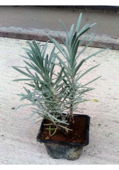Videolu Lavanta Fidanı 10 Adet Saksılı/tüplü 10-15 Cm Bahçe Bitkisi Lavander