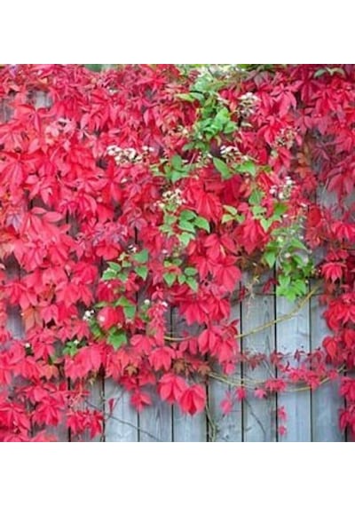 Amerikan Sarmaşığı Parthenocissus Quinquefolia