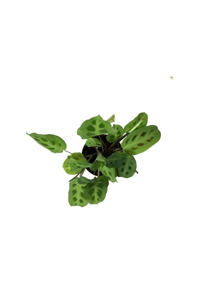 Maranta Leuconeura Kerchoveana