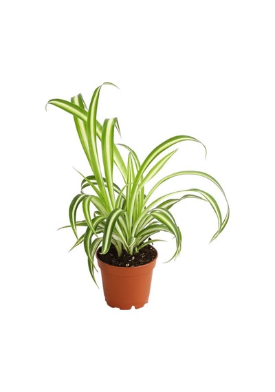 Kurdele Çiçeği 1 Adet 8,5 Saksılı Salon Çiçeği 20-30cm