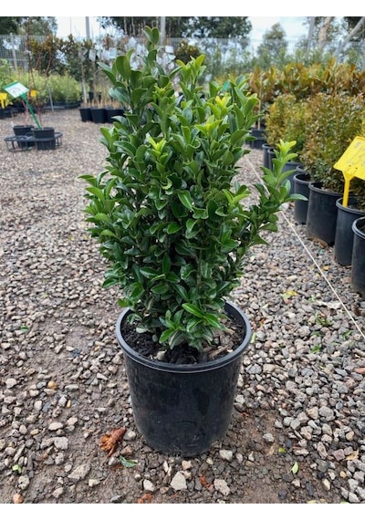 Yeşil Taflan Çiçeği Euonymus Japonicus 1 Adet Saksılı 30-40cm