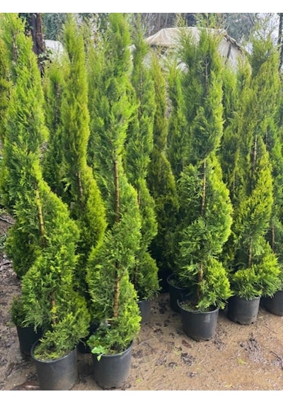 Spiral Limoni Selvi Boy 200-230 Cm