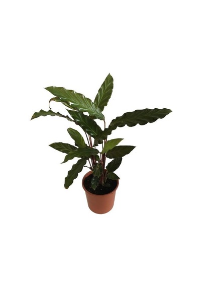 Kalatya Calathea Rufibarba Wavestar