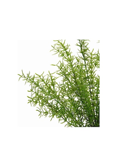 Yapay Asparagus Demeti 40 Cm-9960