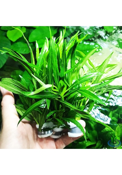 Hygrophila Salicifolia Akvaryum Bitkisi Akvaryum Bitkileri 5 Dal