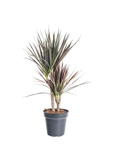 Madagaskar Dragon Ağacı – Dracaena Marginata 2 Gövdeli Bordo