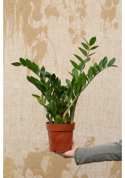 Zamia (Zeze Çiçeği) - 2 Adet