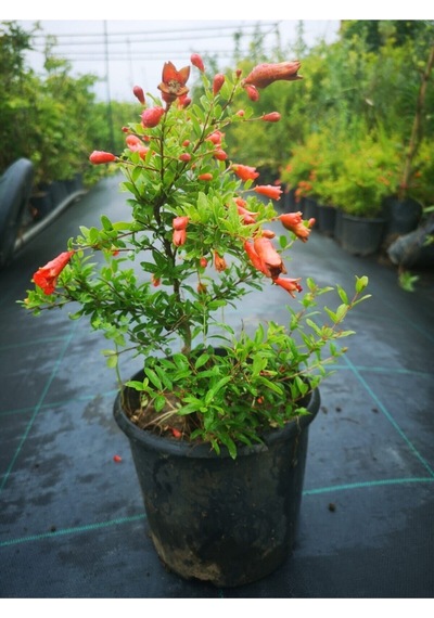Bodur Süs Narı Fidanı 40-60 Cm Saksılı Çiçekli Bodur Bitkiler Pomegranate Tree