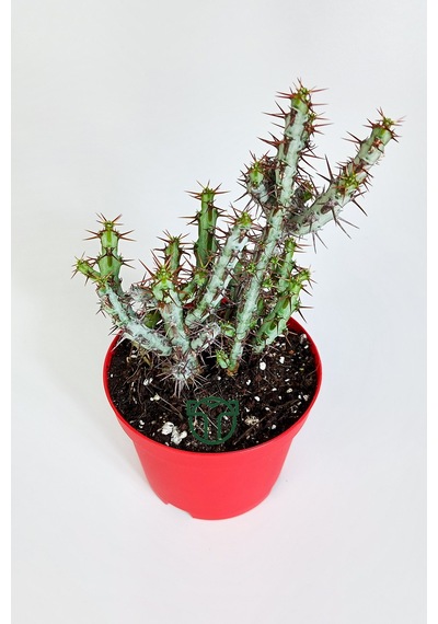 Euphorbia Aeruginosa Özel Tür Kücük Sarı Çiçek Veren Sütleğen Mav