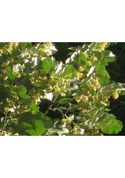 Ihlamur Fidanı 60 80 Cm