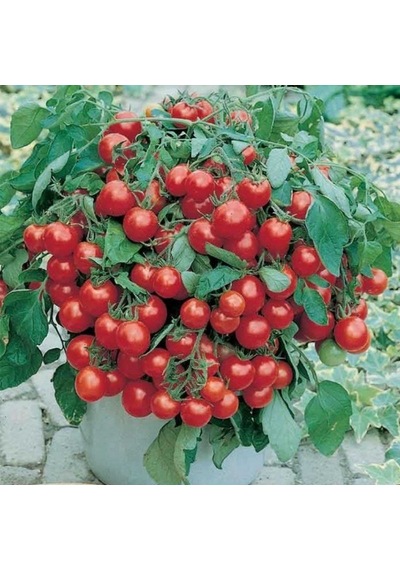 Eko Paket Cherry Domates Tohumu Saksılık 65 Tohum + Tohum