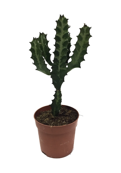 Euphorbia Trigona - Kaktüs
