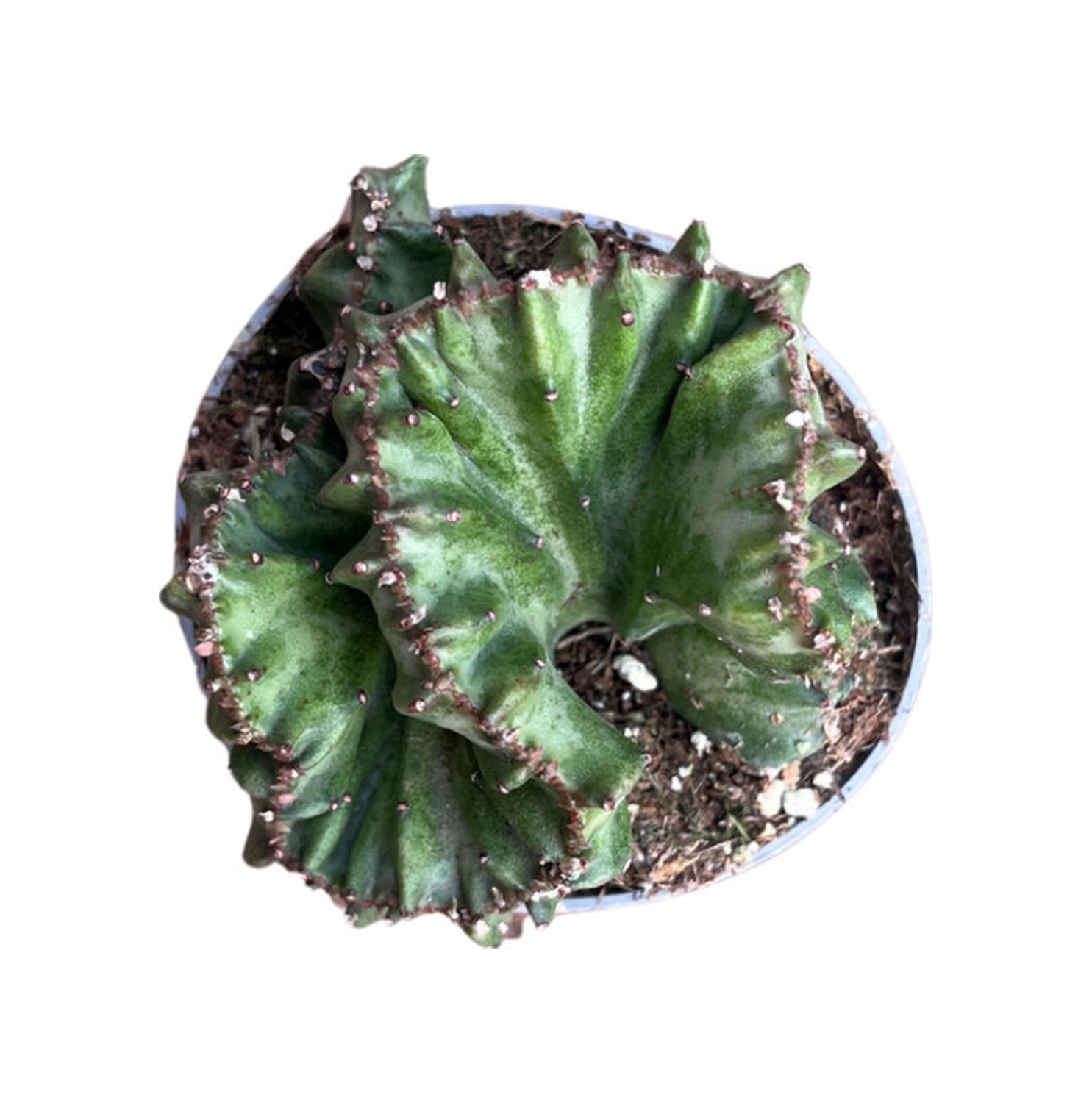 Euphorbia Lactea 'Cristata Green' (Kaktüs) Ø5,5 CM Y0-10 CM